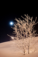 A tree in the frost against the background of snow and the night sky with the moon.