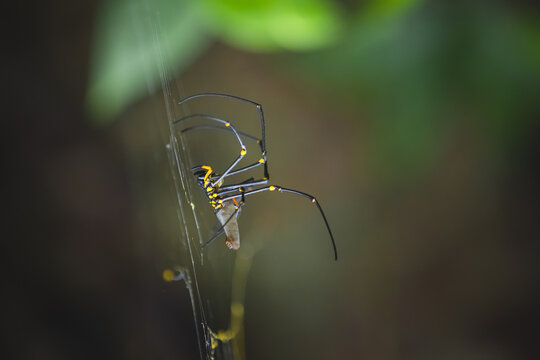 Mating Nephila pilipes spiders or giant golden orb weavers on a spiderweb. Sexual dimorphism with male dwarfism and female gigantism, in the Daintree Rainforest, Queensland, Australia.