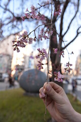 Spring cherry blossom in Tokyo