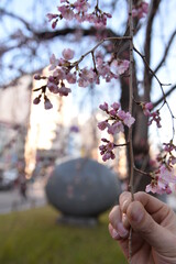 Spring cherry blossom in Tokyo