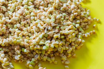 Sprouts of green buckwheat grains for obtaining useful vitamins. Green buckwheat with sprouts for proper dietary healthy nutrition close-up.