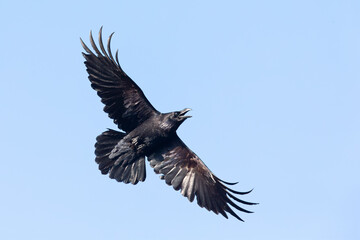A northern Raven( Corvus corax) flying and calling aggressively.