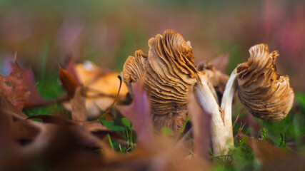 Feuillages et champignons au bord d'un étang