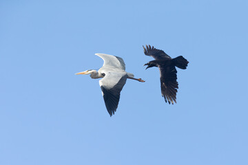 A northern Raven( Corvus corax) flying and attacking a grey heron aggressively.