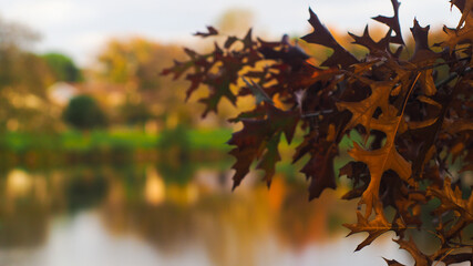 Feuillages et champignons au bord d'un étang