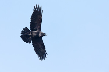 A northern Raven( Corvus corax) flying and calling aggressively.