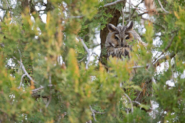A long-eared owl perched in tree in a city park.