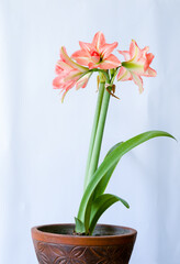Vertical photo of Hippeastrum puniceum flower in the pot, white background.