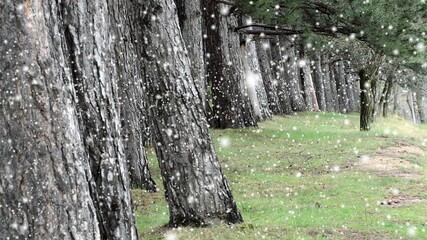 snow falling,old natural forest woods , trees background, green nature landscape