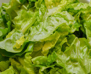 Green organic salad in a white bowl dish