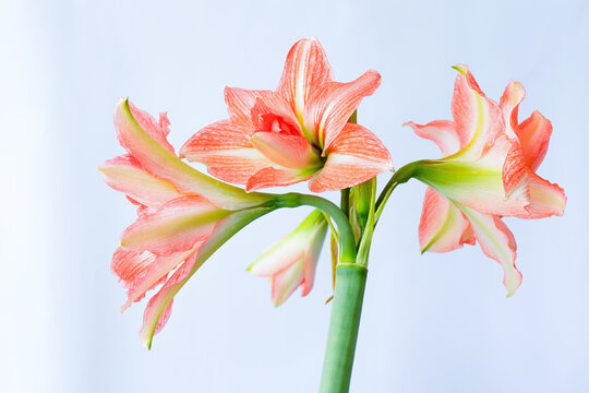 close up Hippeastrum puniceum flower, isolate on white background.
