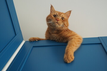 Rudy puchaty kot wyglądający z niebieskiej szafy z góry