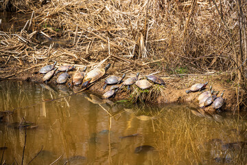 Turtles Sun Bathing