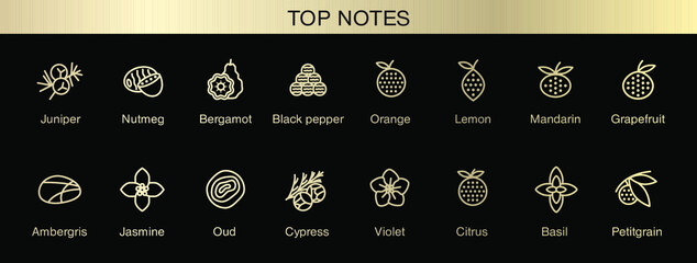 Vector icons aromas top notes. Top notes pyramid chart with examples of popular aroma essences. Smell categories are oriental, woody, fresh and floral. Trend  examples of scents.