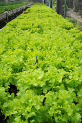 Organic green vegetable planting farm in greenhouse, kale lettuce, iceberg