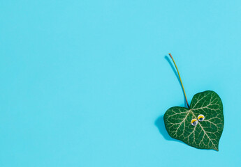 Natural green leaf with eyes on pastel blue background. Minimal spring or summer concept with copy space. Flat lay.