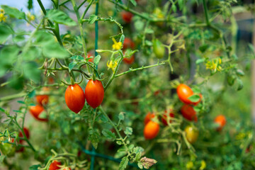 Fresh Cherry tomato grown in a farm.