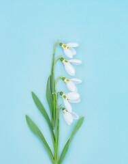 snowdrops in a creative spring composition folded as one flower