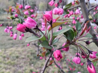 Obraz premium pink Malus halliana flower blooming in wild field