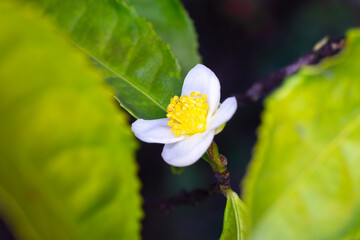 Flower of tea plant Camellia sinensis White flower on a branch, Chinese tea bush blooming