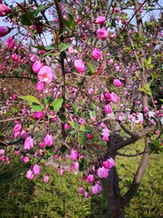 pink Malus halliana flower blooming in wild field