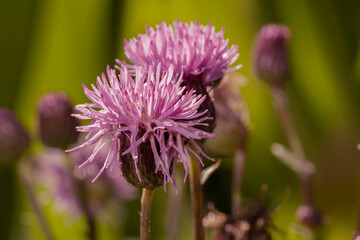 Creeping Thistle (Cirsium arvense) blooming in summer. Canada thistle or field thistle. Honey flower.
