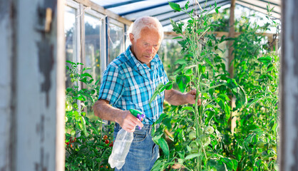 Fototapeta premium Farmer caring for tomato sprouts in greenhouse
