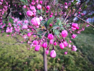 pink Malus halliana flower blooming in wild field