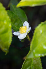 in the raindrops Flower of tea plant Camellia sinensis White flower on a branch, Chinese tea bush blooming