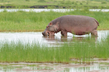 Hippopotamus (Hippopotamus amphibius) foraging in water, Amboseli national park, Kenya.