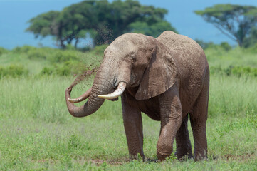 African elephant (Loxodonta africana) bull throwing mud, Amboseli national park, Kenya.