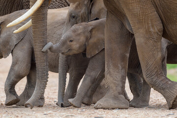 Obraz premium African elephant (Loxodonta africana) mother with baby walking on savanna, Amboseli national park, Kenya.