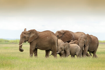 African elephant (Loxodonta africana) herd walking together with baby on savanna, Amboseli national park, Kenya.
