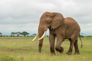 Naklejka na ściany i meble African elephant (Loxodonta africana) bull walking on savanna, Amboseli national park, Kenya.