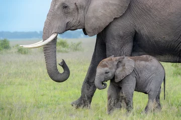 Fotobehang African elephant (Loxodonta africana) mother with baby walking on savanna, Amboseli national park, Kenya. © andreanita