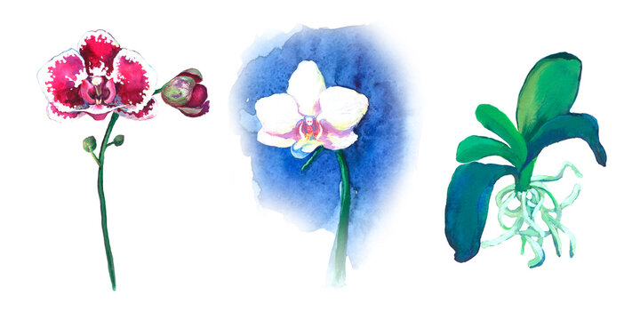 A set of orchid flowers. Watercolour drawing fashion watercolour isolated.