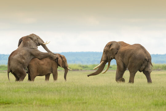 African elephant (Loxodonta africana) bull mating, threathened by competitor, Amboseli national park, Kenya.