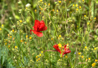 Coquelicots dans le Jura à Augisey, France