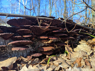 Mushrooms on a fallen tree in spring in the forest