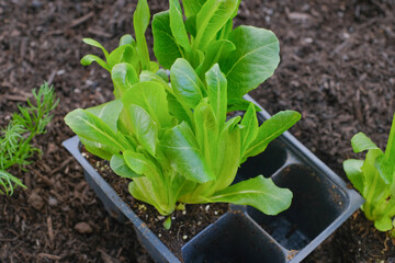 Romaine lettuce organic planted in the backyard