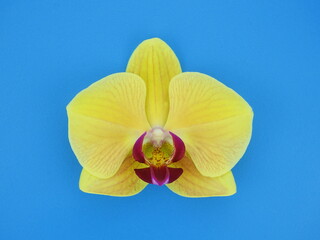 Yellow orchid flower closeup in a blue background. Top view, copy space.