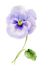 Delicate beautiful flower pansies of light blue color. Watercolour illustration.