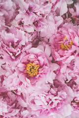 Beautiful fresh pink peony flowers in full bloom, close up, top view. Floral spring summer texture for background. Mother's day, Birthday, Valentine's day card. Blooming peonies.
