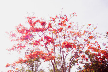 Red Royal Poinciana. Delonix Regia Flower On Branch. Spring background