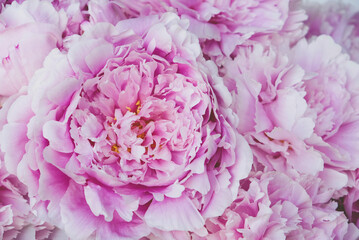 Bouquet of fresh fluffy pink peonies in full bloom, close up. Natural summery background. Floral texture for spring backdrop.