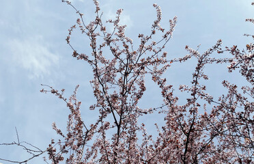 Branches of a tree. Blossom tree
