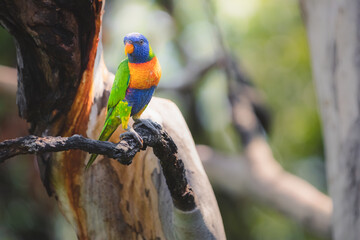 Obraz premium Portrait of a colourful tropical Rainbow Lorikeet (Trichoglossus moluccanus) parrot perched on a gum tree branch in the Daintree Rainforest, Queensland, Australia.