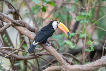 Naklejka premium The Toco toucan (Ramphastos toco)