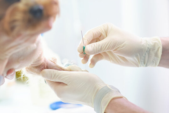 Veterinary Blood test. Animal clinic. Pet check up and vaccination. Health care.