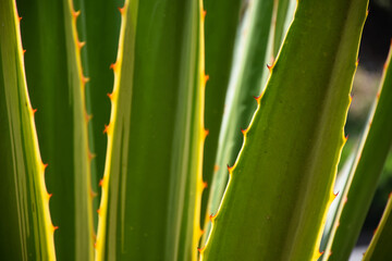 Green agave century plant with thorny edge